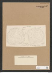 Diatomeae indet. Zeichnungen Sammlung Grunow Nr. 5052 (NHMW-BOT-W0373315)